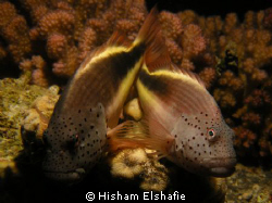 Two Fishs by Hisham Elshafie 